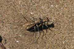 Ellipsoptera hamata