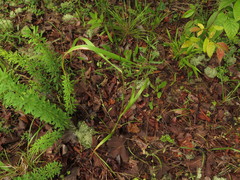 Festuca paradoxa