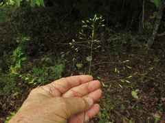 Festuca paradoxa