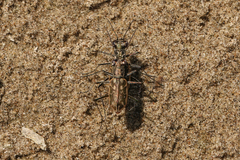 Ellipsoptera hamata