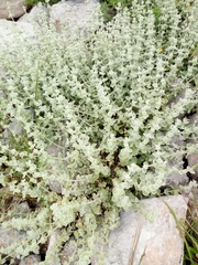 Pseudodictamnus mediterraneus