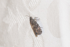 Grapholita prunivora