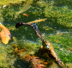Ischnura damula