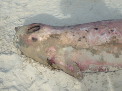 Kogia breviceps