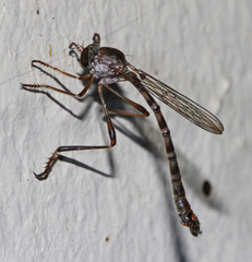 Leptogaster virgata