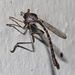 Leptogaster virgata - Photo (c) Diana-Terry Hibbitts, some rights reserved (CC BY-NC), uploaded by Diana-Terry Hibbitts