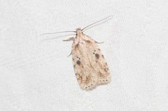 Agonopterix canadensis