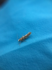 Argyresthia alternatella