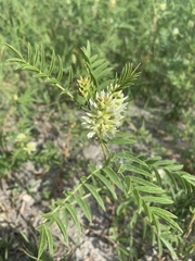 Glycyrrhiza lepidota