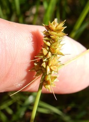 Carex muehlenbergii