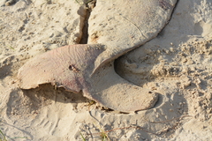 Kogia breviceps