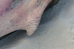 Kogia breviceps
