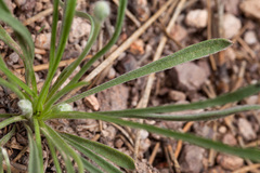 Plantago argyraea