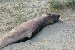 Kogia breviceps