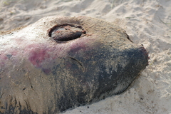 Kogia breviceps