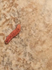 Microphotus angustus