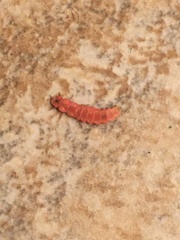 Microphotus angustus