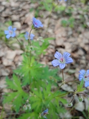 Geranium pseudosibiricum