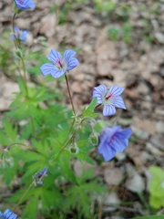 Geranium pseudosibiricum