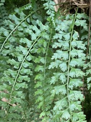 Asplenium gueinzianum