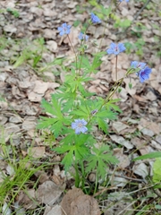 Geranium pseudosibiricum