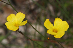 Linum rupestre