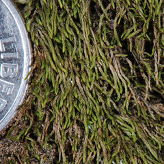 Pterigynandrum filiforme