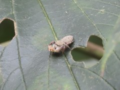 Rhene yunnanensis