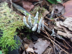 Xylaria cornu-damae