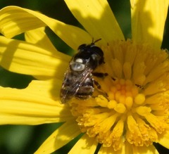 Copestylum tamaulipanum