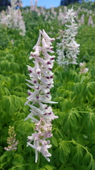 Corydalis caseana brandegeei