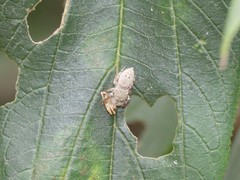 Rhene yunnanensis
