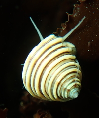 Calliostoma canaliculatum image