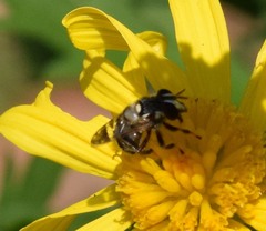 Copestylum tamaulipanum