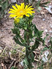 Grindelia greenmanii