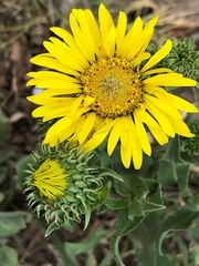 Grindelia greenmanii