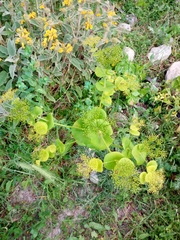 Smyrnium perfoliatum rotundifolium