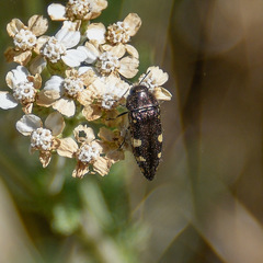 Acmaeodera prorsa