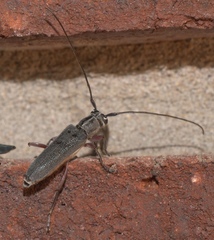 Saperda discoidea