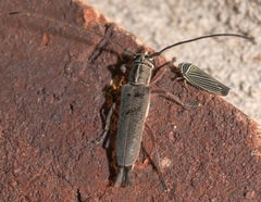 Saperda discoidea