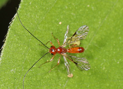 Phaenocarpa
