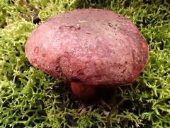 Boletus barragensis