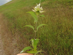 Monarda stipitatoglandulosa