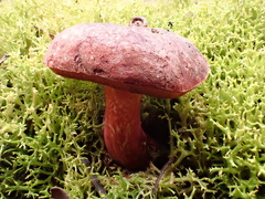 Boletus barragensis