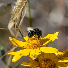 Osmia montana quadriceps