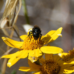 Osmia montana quadriceps