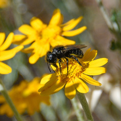 Osmia montana quadriceps