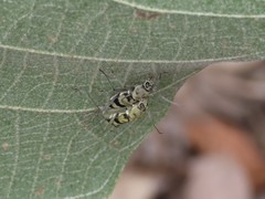 Chlorophorus signaticollis