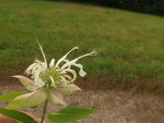 Monarda stipitatoglandulosa