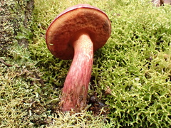 Boletus barragensis